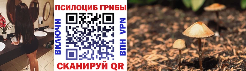 Галлюциногенные грибы Psilocybe  купить закладку  Карасук 
